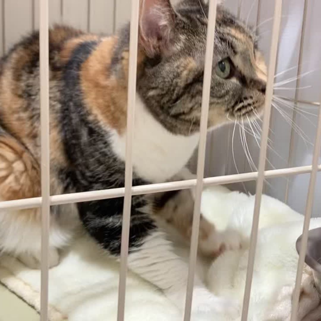 Gatos Japón